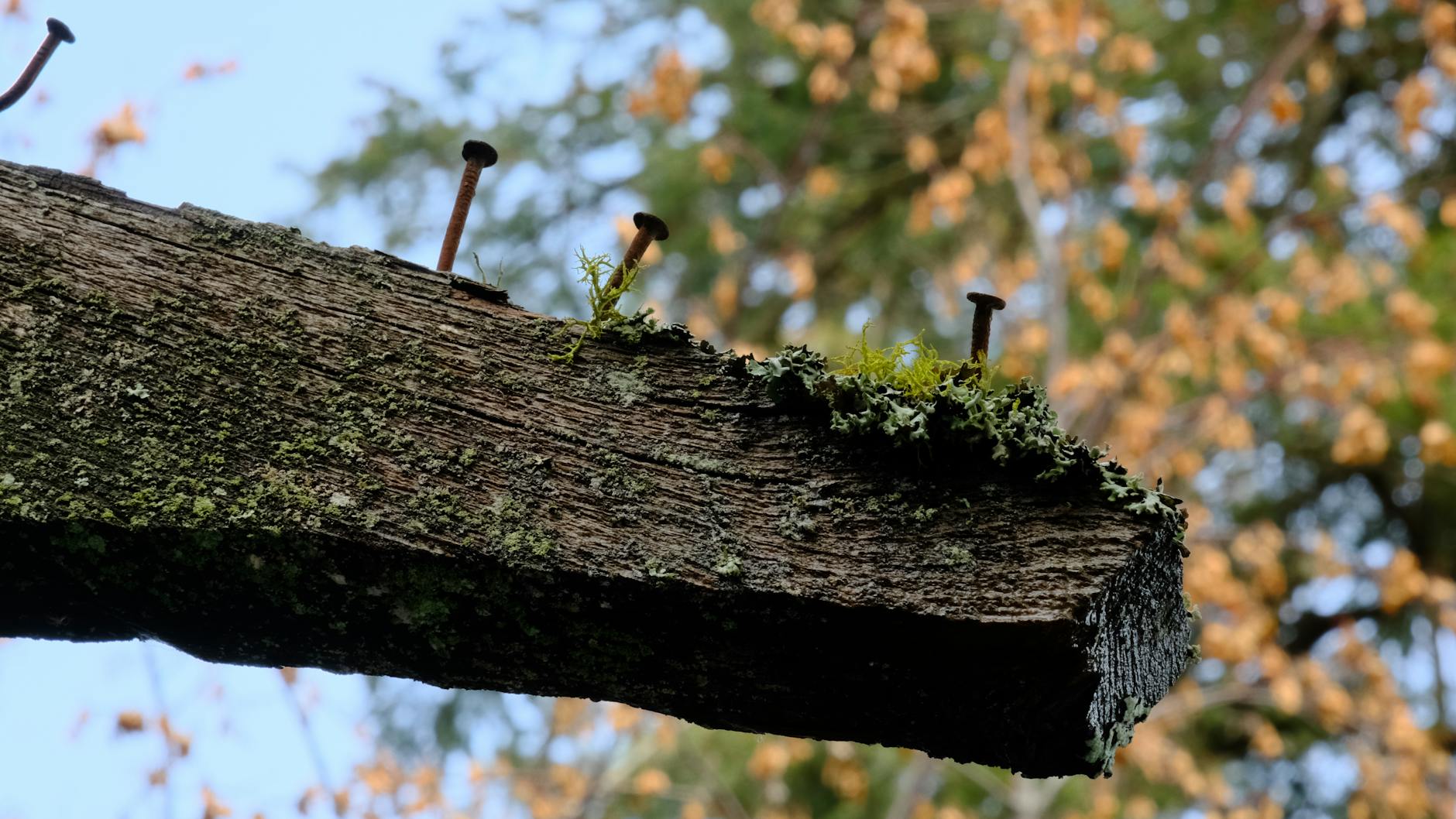 Old wooden beam with moss and rusty nails against a blurred outdoor backdrop.