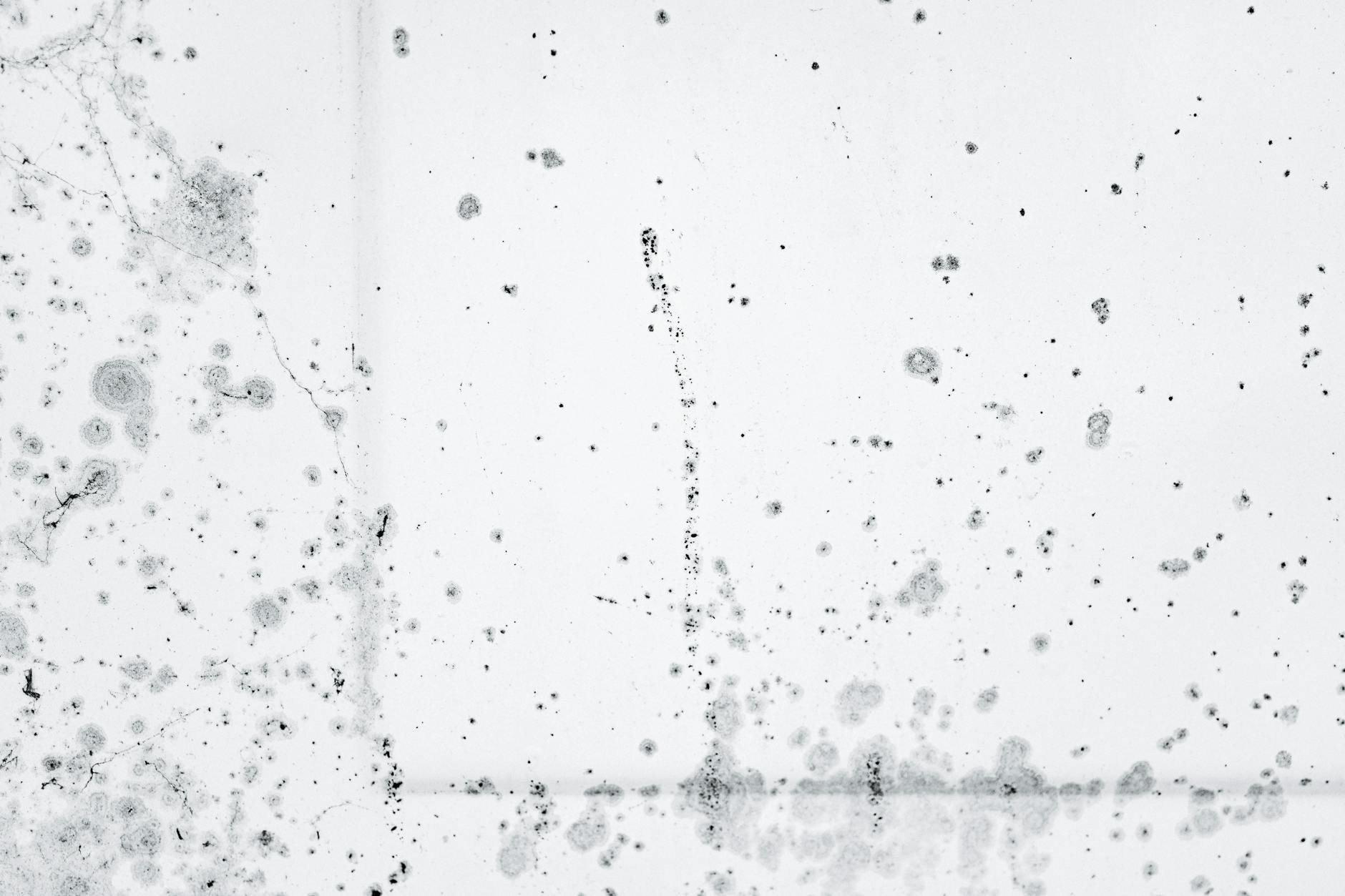 Intricate pattern of black mold spores on a white background, showcasing decay and organic growth.