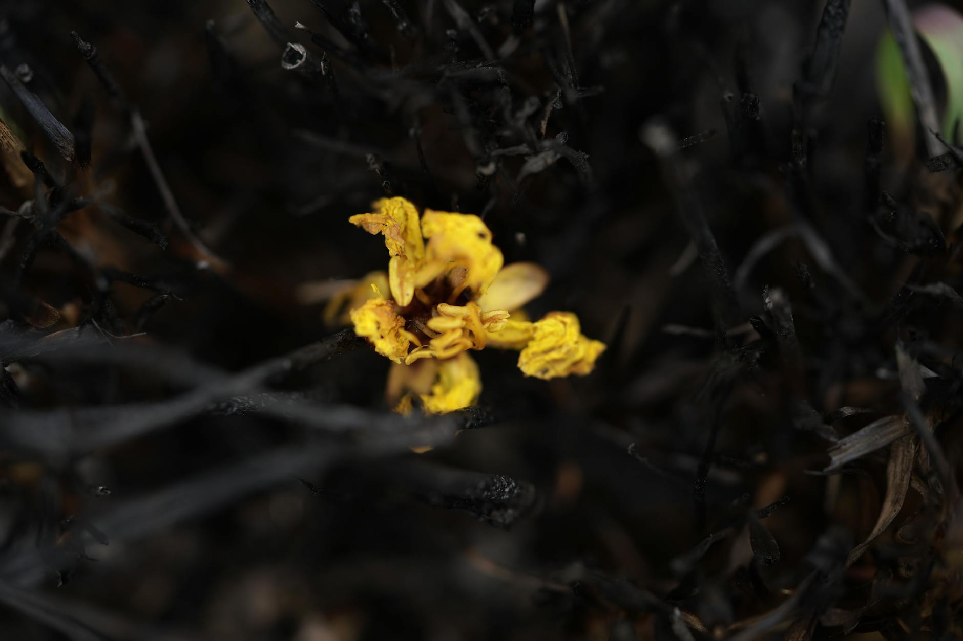 A vibrant yellow flower contrasts starkly against charred, burnt surroundings, symbolizing resilience.