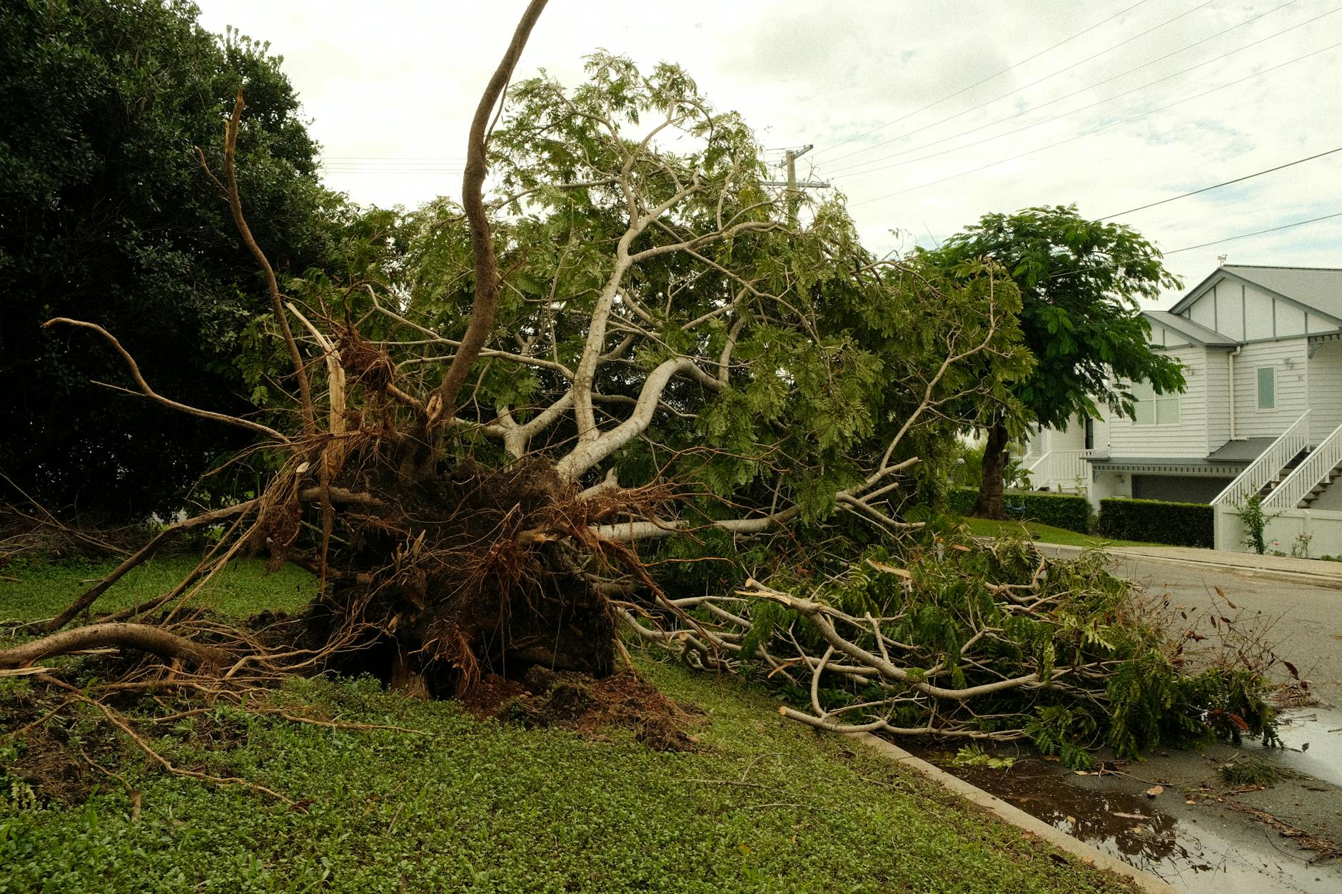 Uprooted tree lies on suburban street after a violent storm, showcasing nature's power.