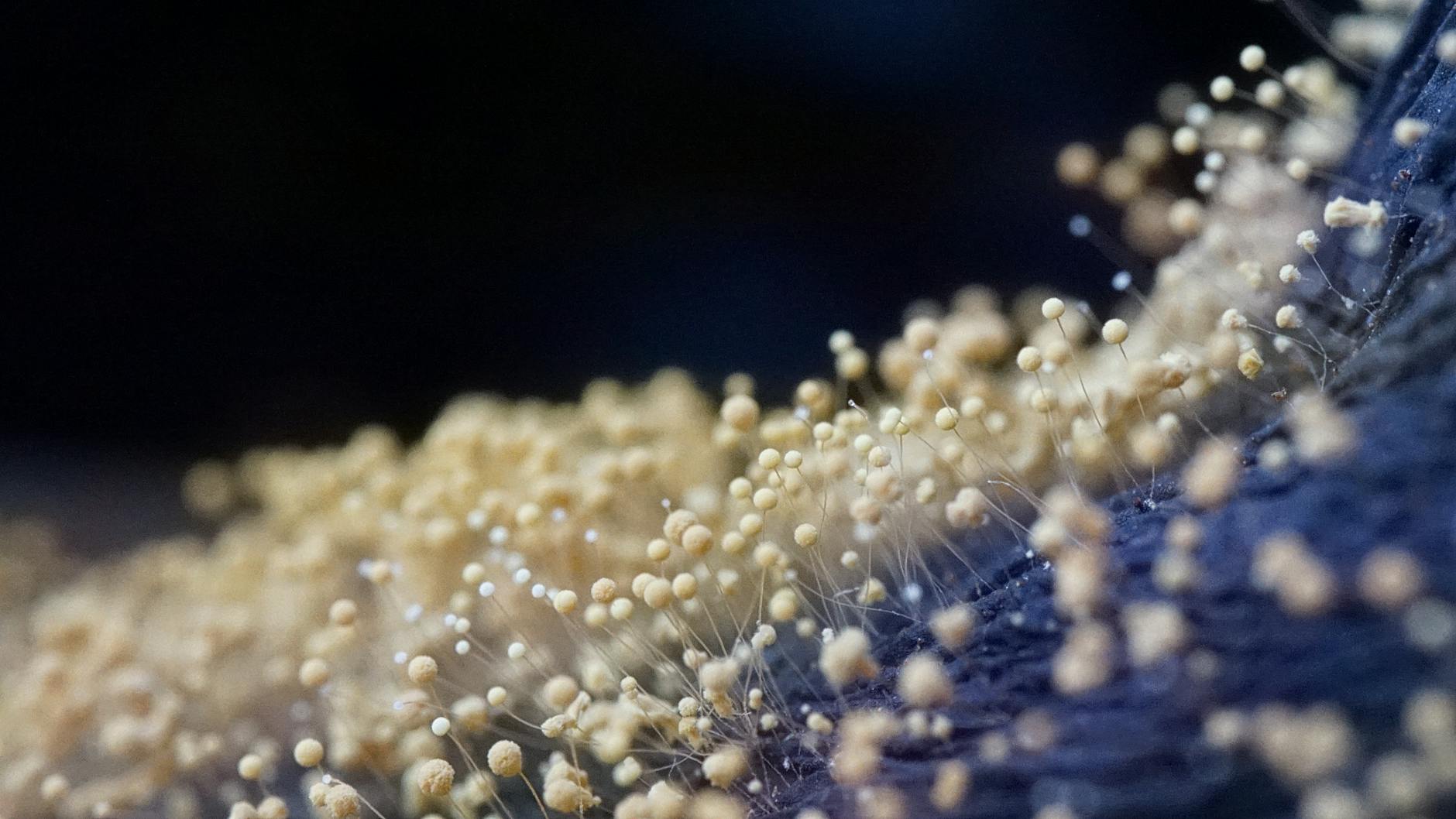Macro photograph of mold spores on a dark surface, highlighting intricate structures.