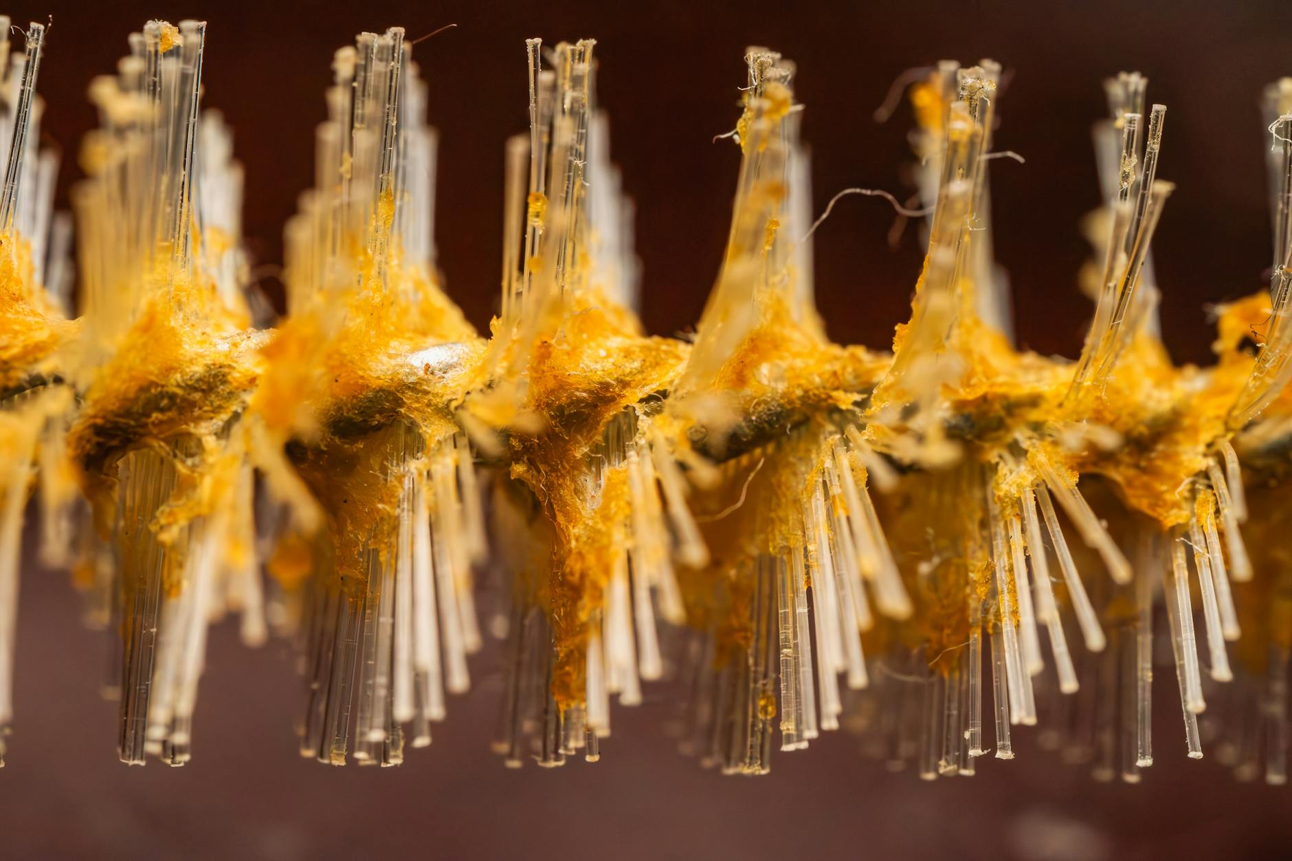 Detailed macro shot showcasing orange mold growth on fine brush filaments.