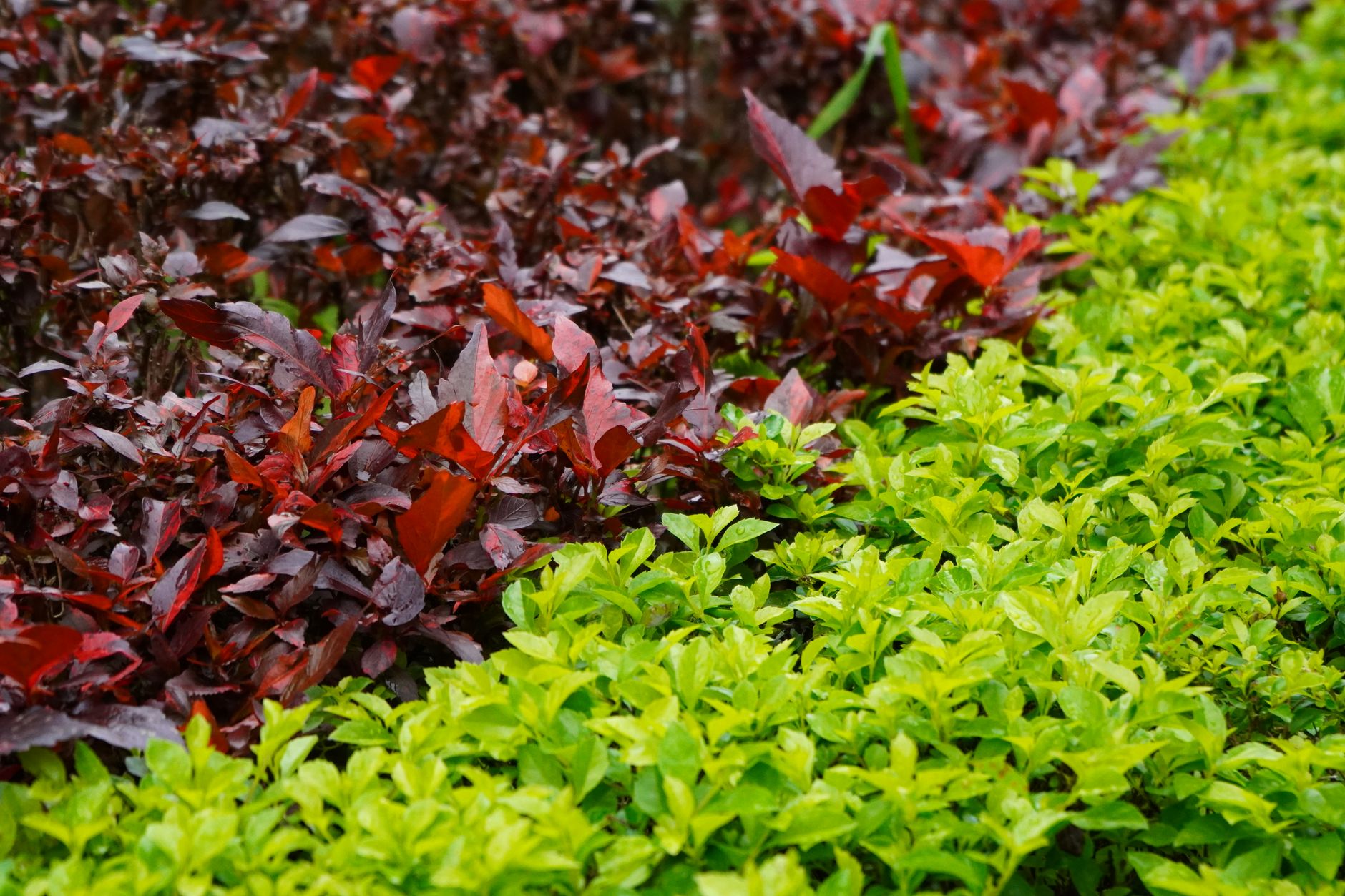 Close-up of vibrant red and green foliage, showcasing lush garden plants and contrasting colors.