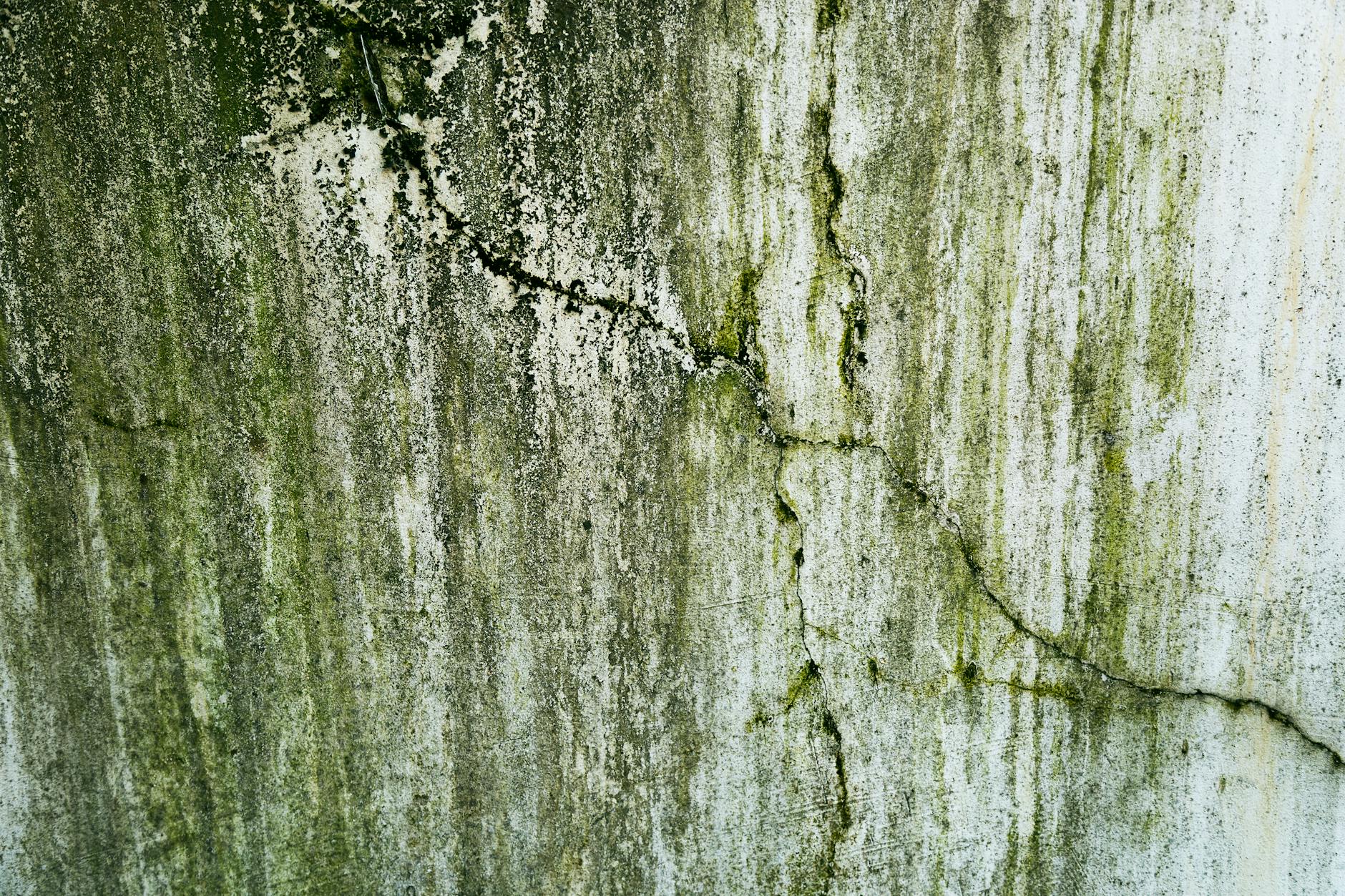 Close-up of a weathered wall with cracks and green algae, texture details.