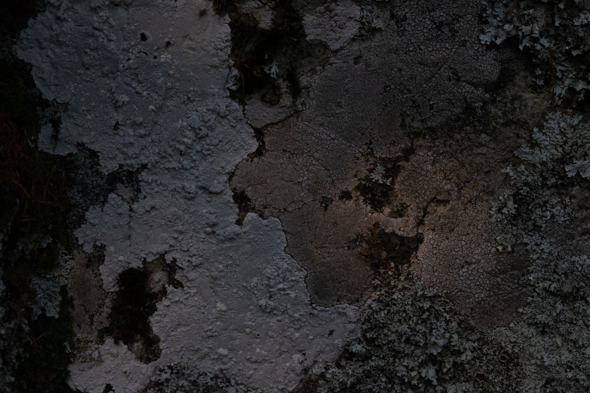 Close-up of tree bark with lichen and mold, showcasing rich textures and natural patterns.