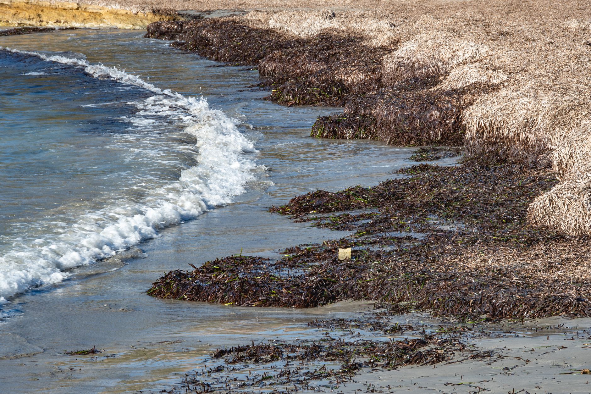 Waves reaching seaweed-covered beach in Alicante, Spain.