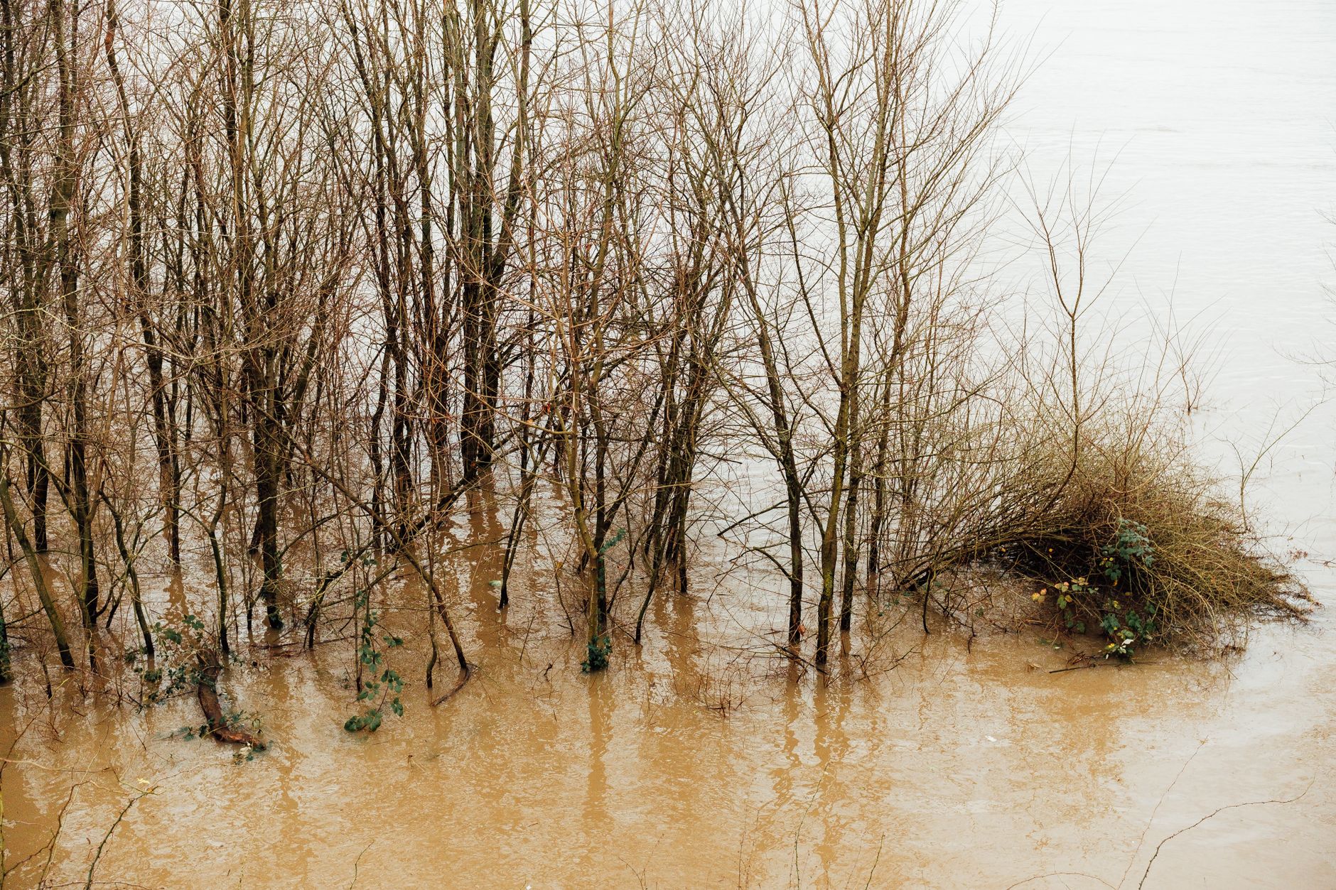 Bare trees standing in muddy floodwaters during winter season in a natural forest landscape.