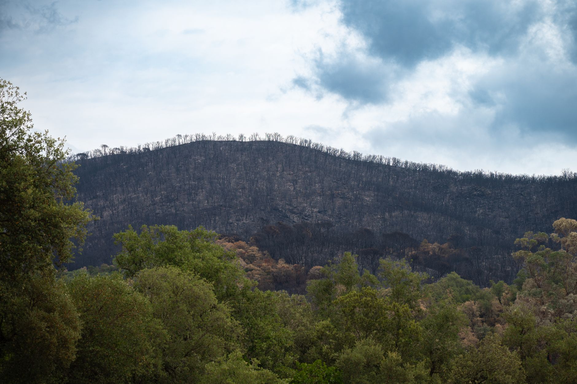 A rejuvenating landscape showing a forest recovering from a recent wildfire under a cloudy sky.