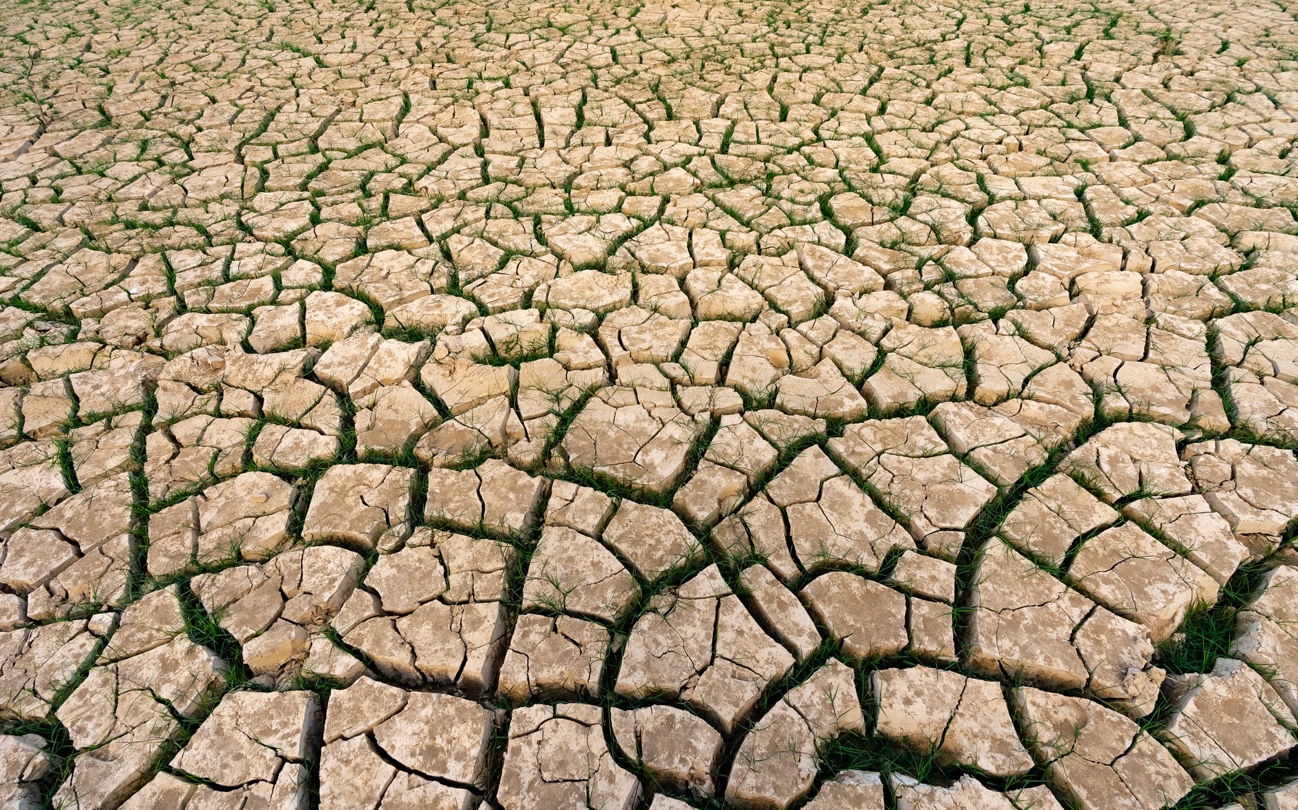 A cracked, dry earth with patches of grass, illustrating drought and climate change.
