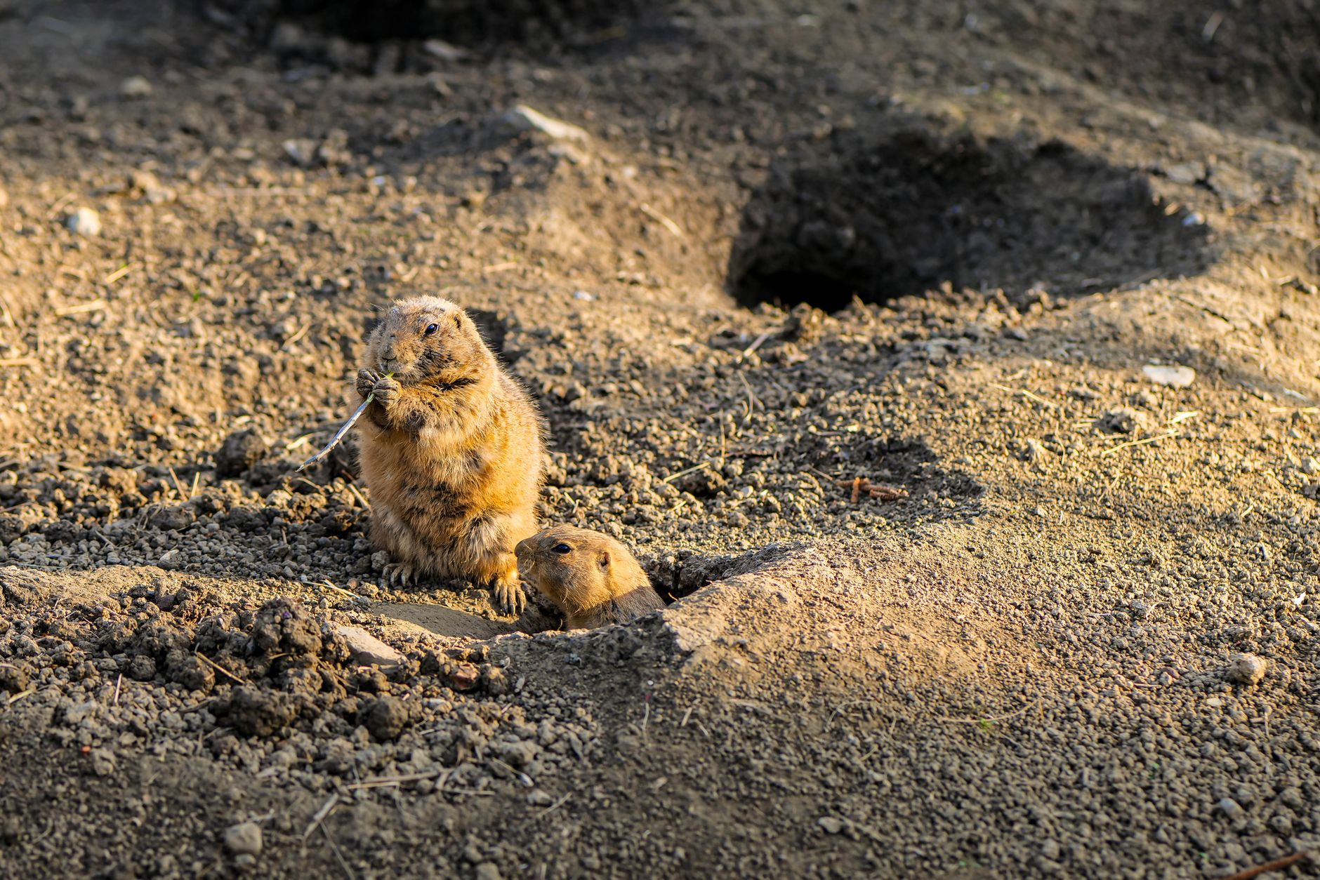 Two prairie dogs in a sunny field in Zagreb, Croatia, showcasing natural wildlife.