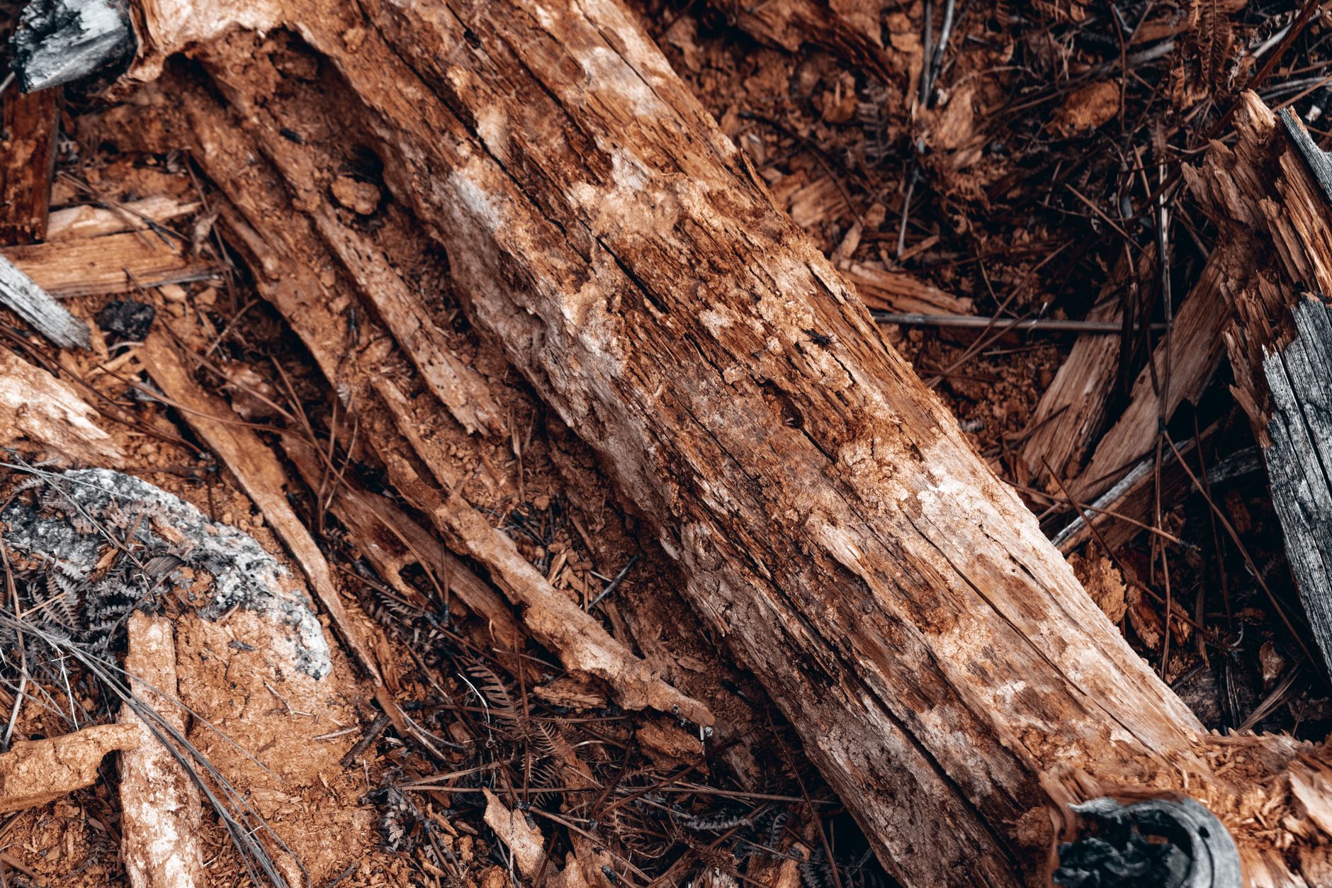 Detailed image of a decaying wooden log showing texture and natural decay.