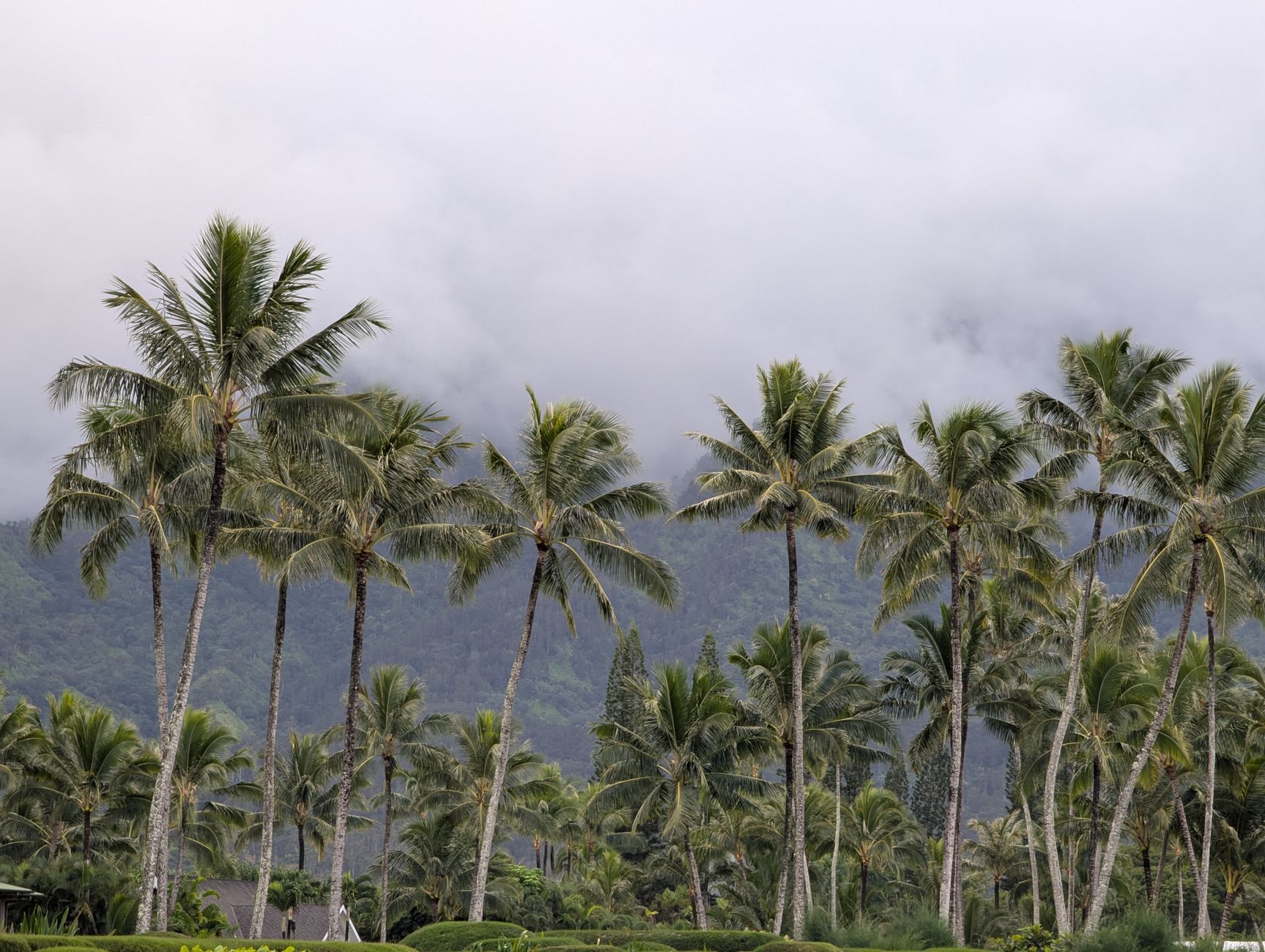 Tall palm trees stand against a mist-shrouded mountain backdrop, creating a serene tropical scene.