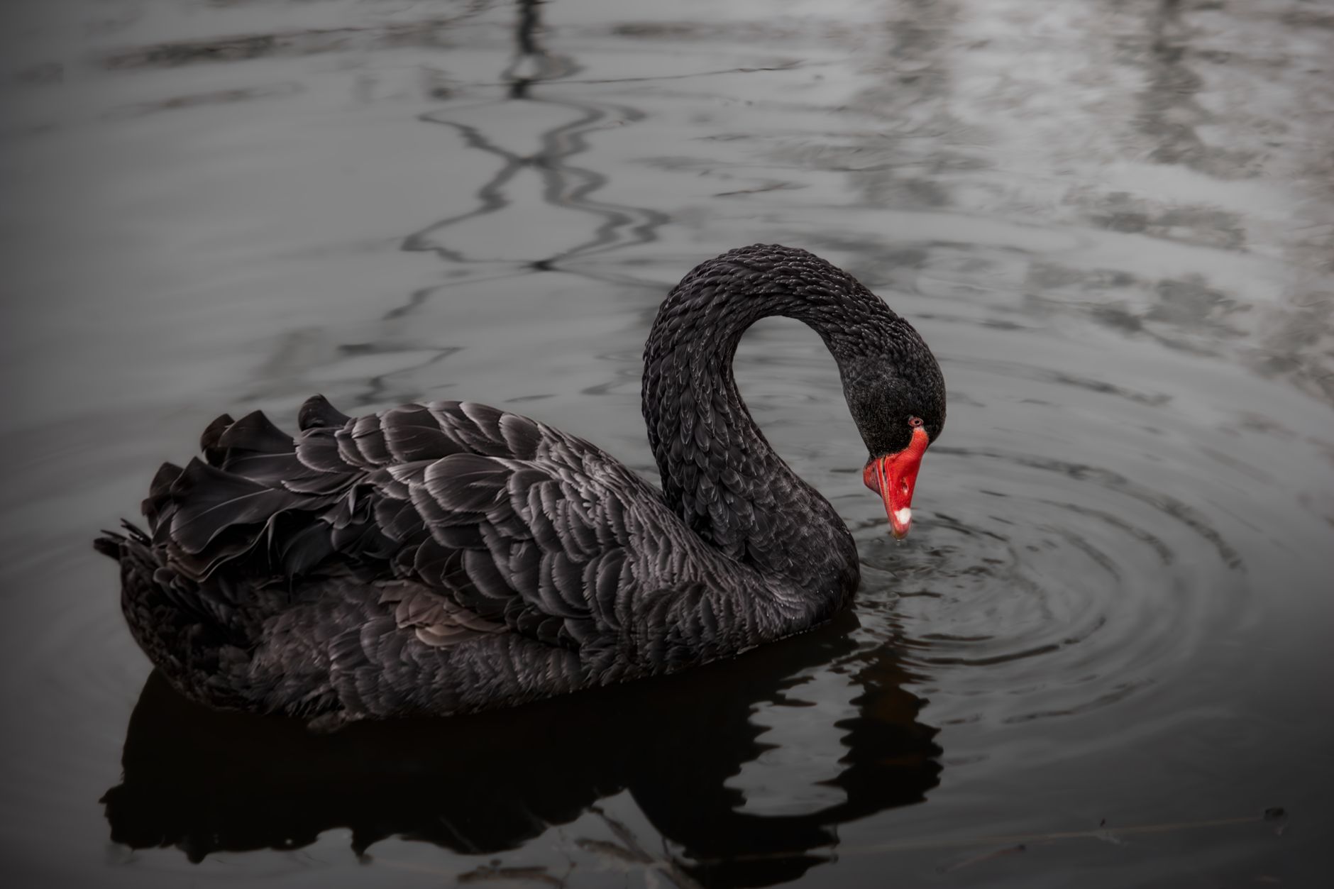 A graceful black swan with a red beak gliding on serene dark water, showcasing natural beauty.