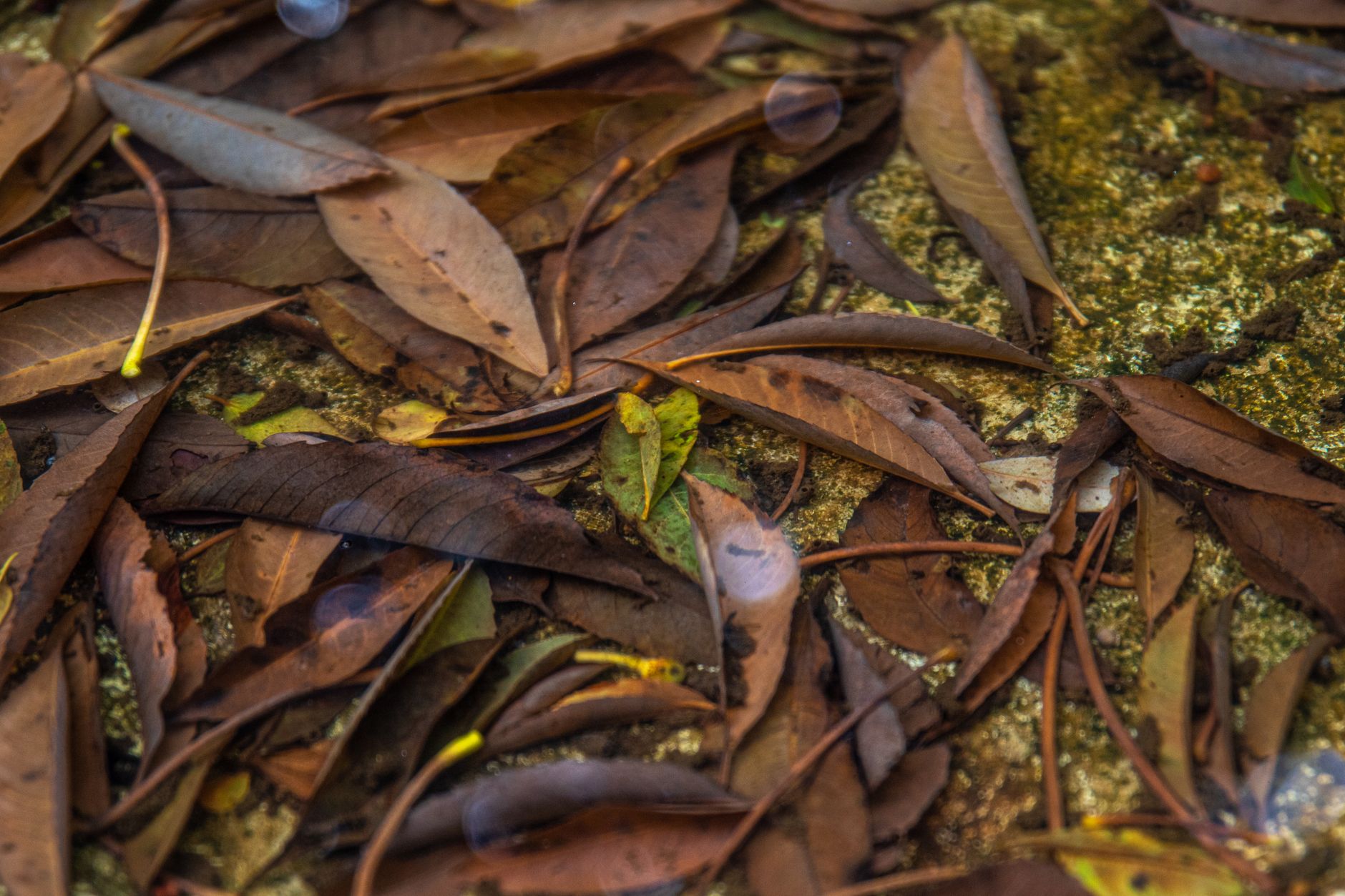 Detailed view of wet autumn leaves on the ground, showcasing texture and natural colors.