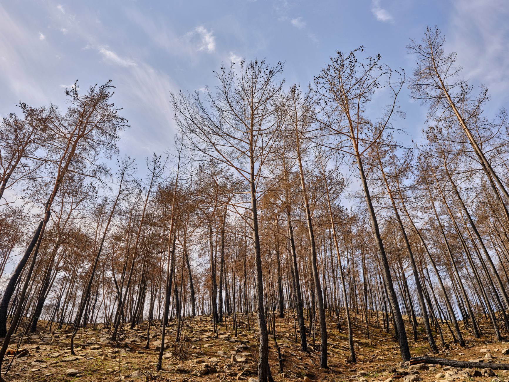 Low angle shot of a forest with burnt trees reaching into a clear sky, showcasing nature's resilience.