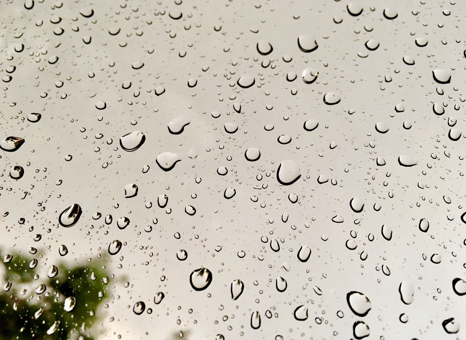 Close-up of raindrops on glass with a blurred tree in the background, creating a serene natural pattern.