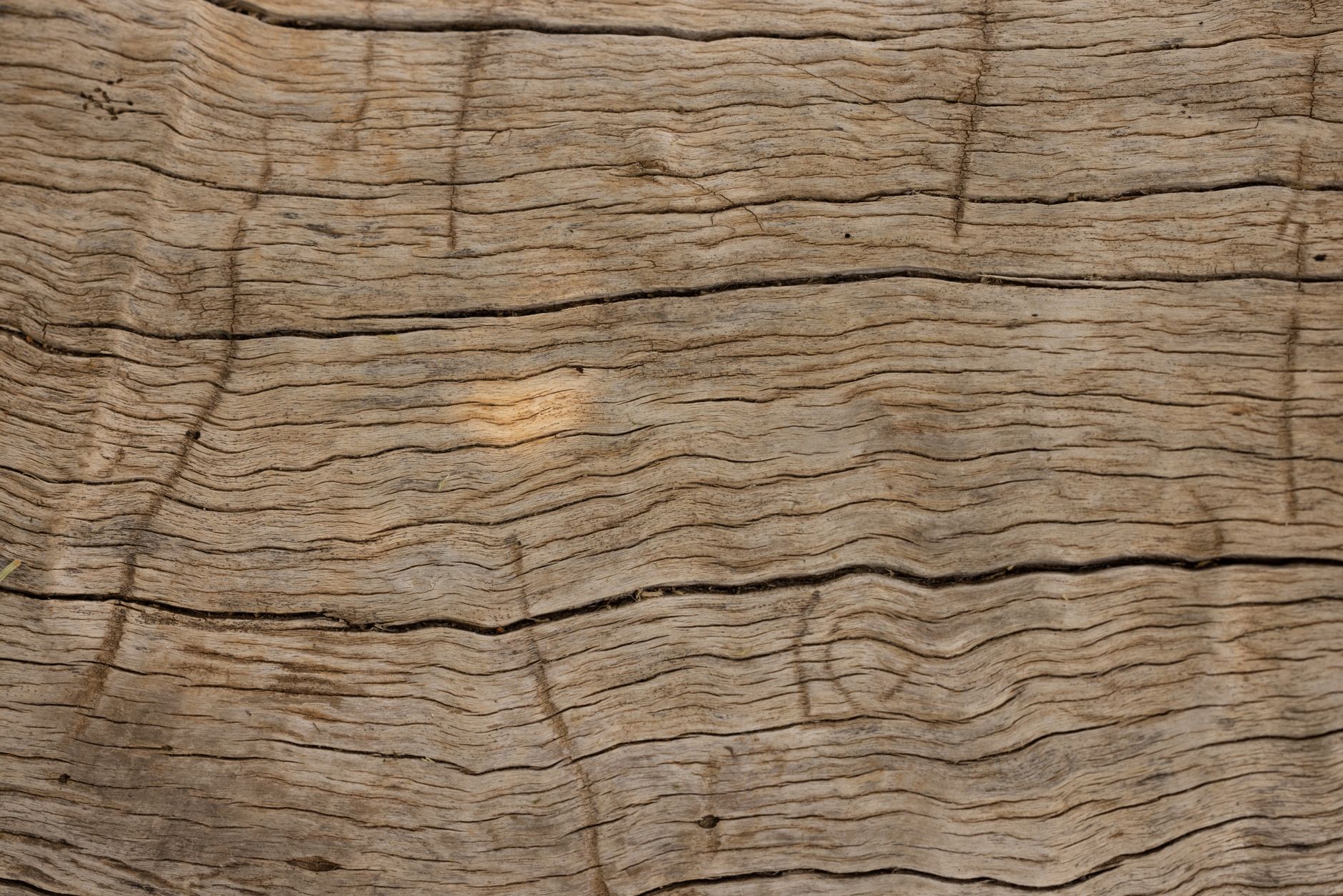 Detailed close-up of weathered wood showing natural lines and patterns.
