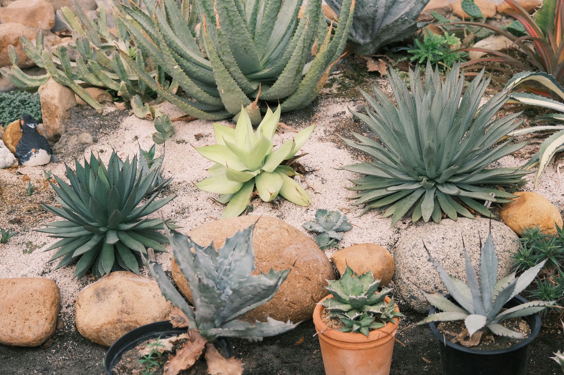 A vibrant succulent garden featuring various species amidst rocks and sand.