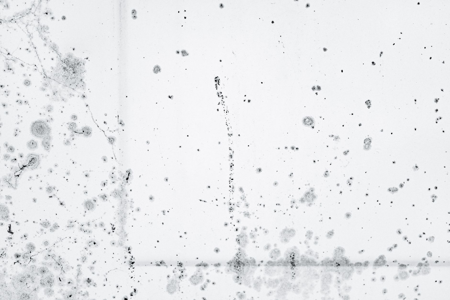 Intricate pattern of black mold spores on a white background, showcasing decay and organic growth.